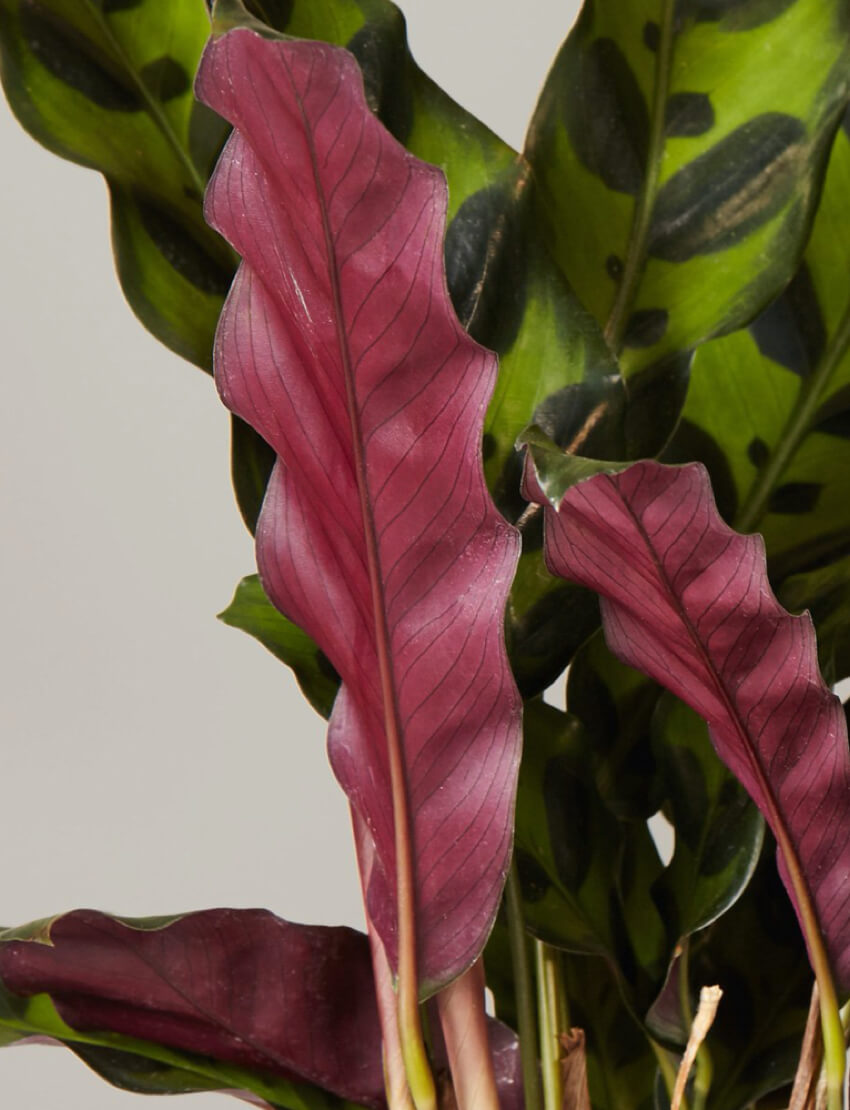 Calathea Rattlesnake